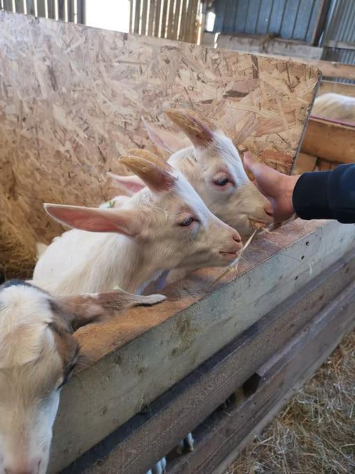 Le P'Tit Torceen Proche De Dieppe Par Com'En Normandie Torcy-le-Petit Kültér fotó